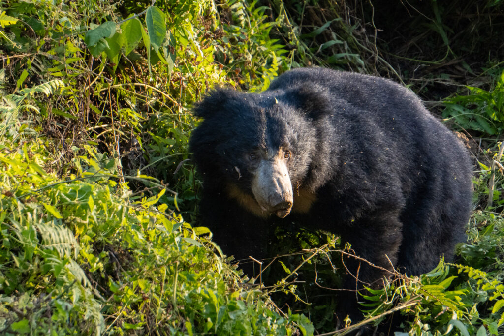 Lippenbär im Chitwan Nationalpark Nepal