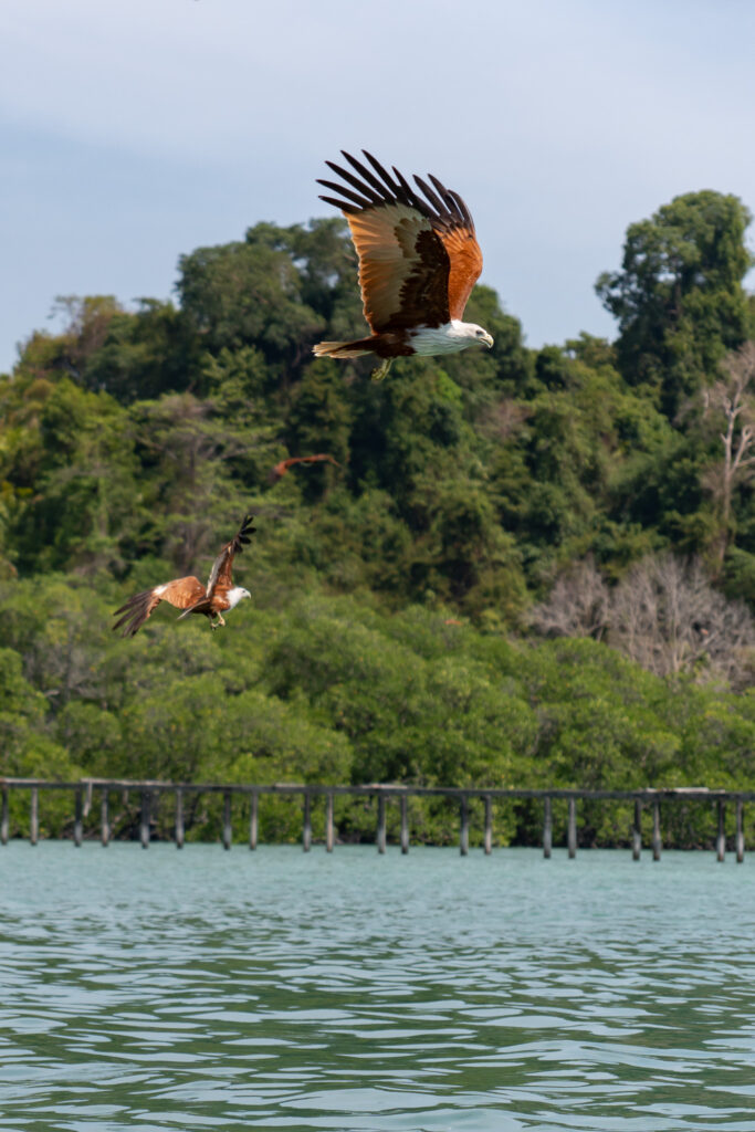 Der Adler ist das Symboltier von Langkawi