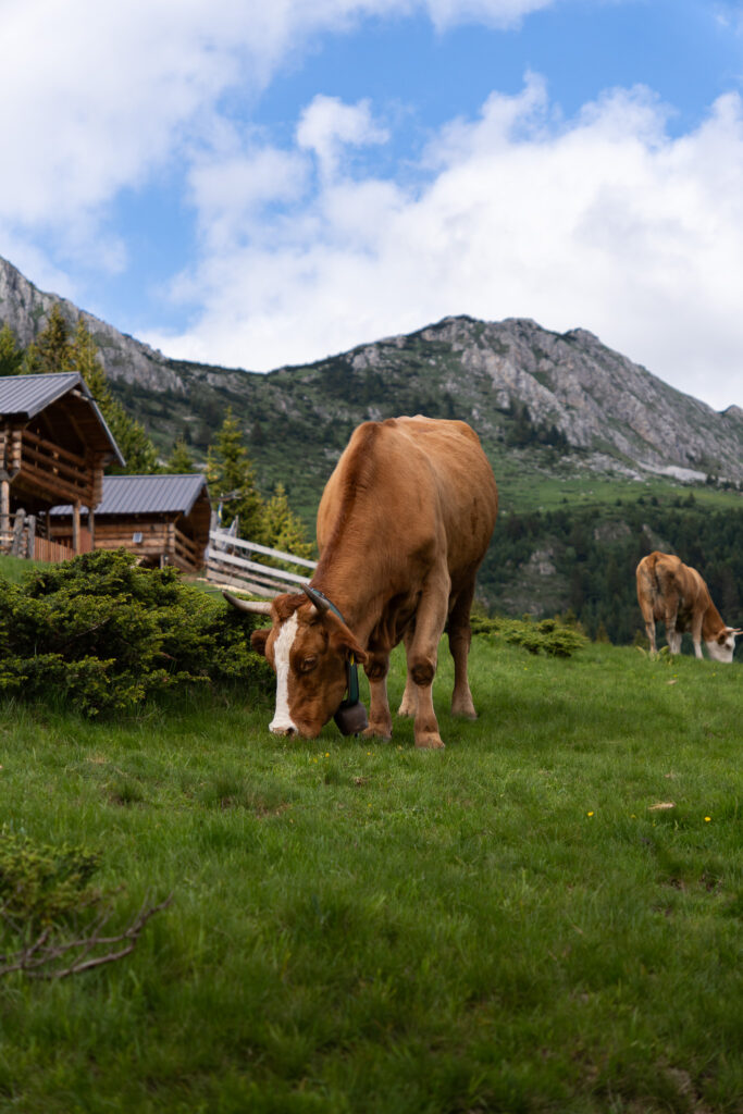 Kühe sind auf dem Peaks of the Balkans omnipräsent