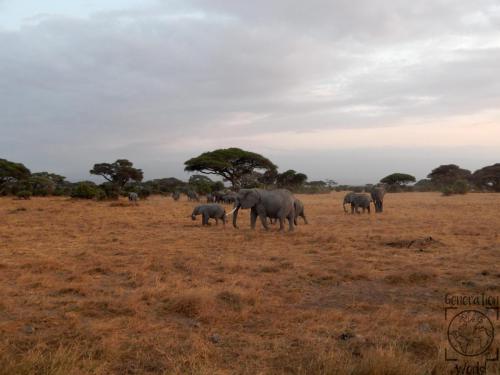 Kenia - Amboseli