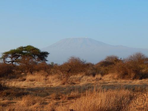 Kenia - Amboseli